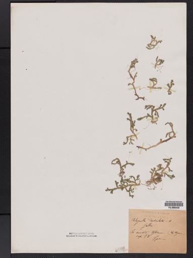 Selaginella