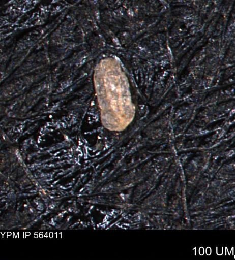 Spirolocammina planula