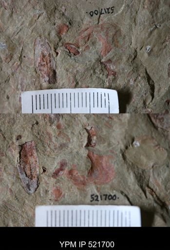 undet. Arthropoda