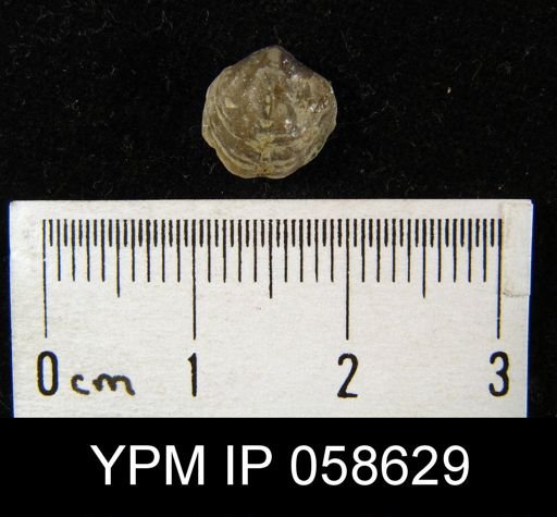 Atrypina imbricata