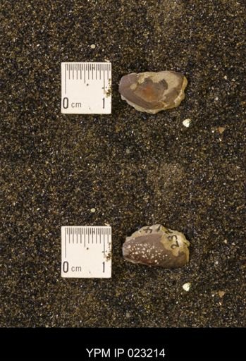 Hoploscaphites nicolletii