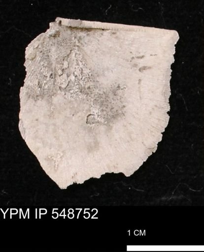 Stropheodonta perplana