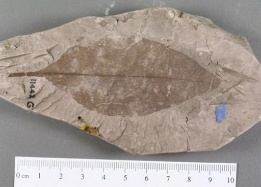 Diospyros primaeva