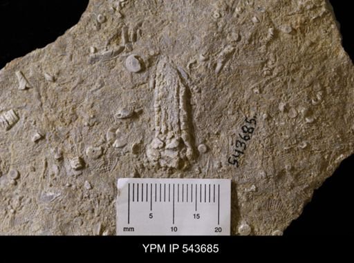 undet. Crinoidea