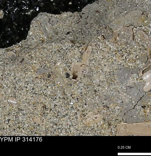 undet. Scaphopoda