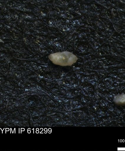 undet. Foraminiferida