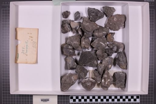 mixed taxa, stratigraphic collection
