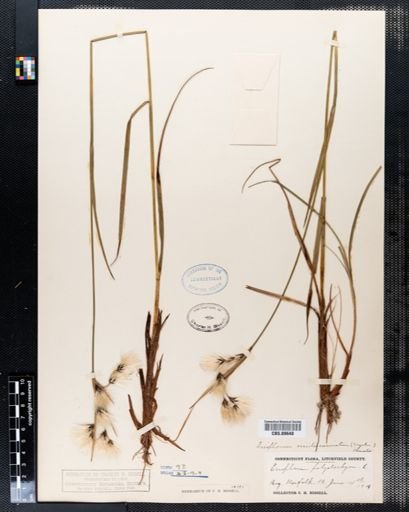 Eriophorum viridicarinatum