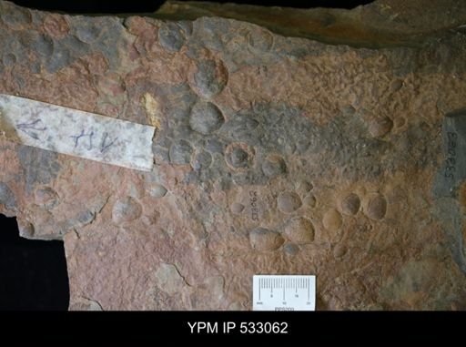 undet. Brachiopoda