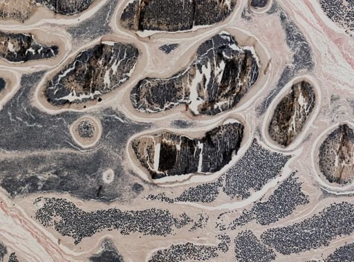 Pleistophora macrozoarcides