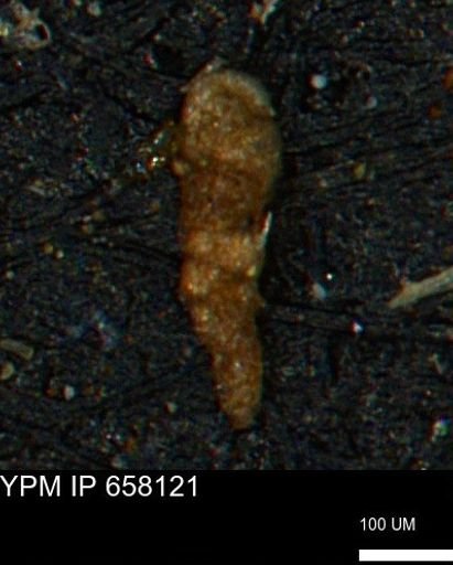 Verneuilinoides kansasensis