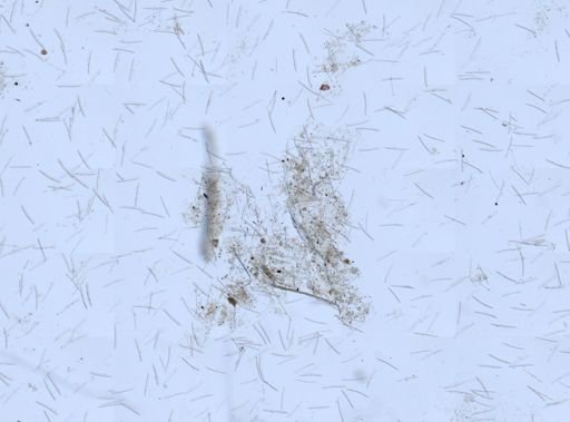 Haliclona?