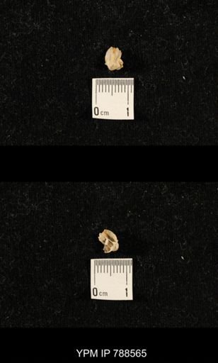 undet. Brachiopoda