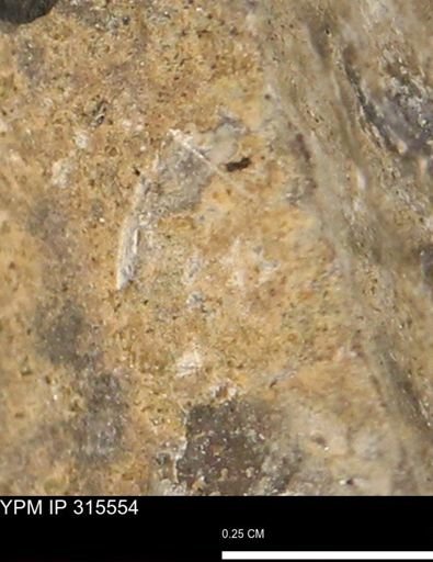 Mollusca