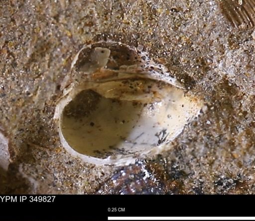 undet. Bivalvia