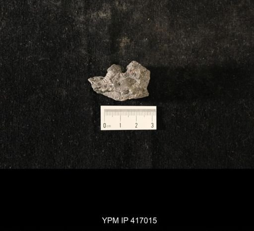 Flexicalymene sp.