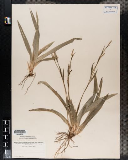 Carex