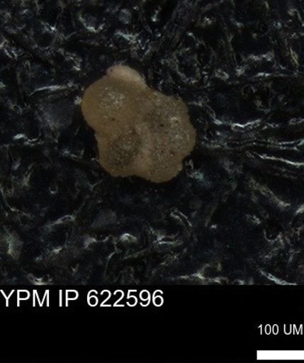 undet. Globorotaliidae