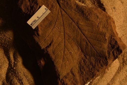 Plantae