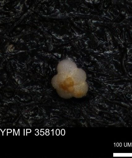 undet. Rugoglobigerinidae
