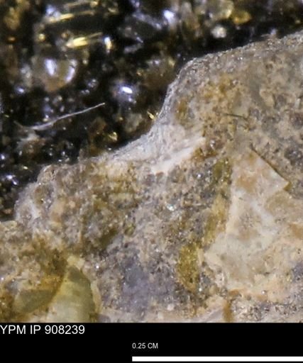 undet. Mollusca