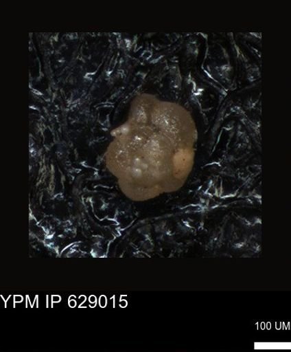 undet. Foraminiferida