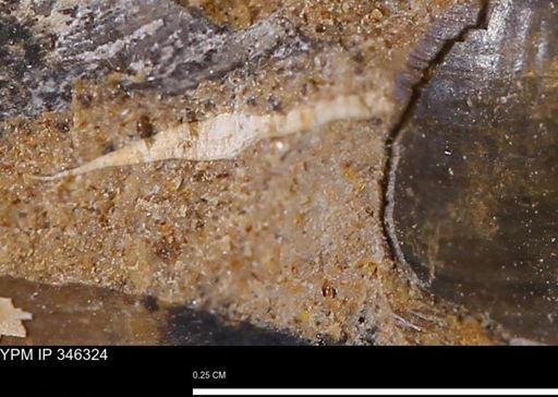 undet. Bivalvia