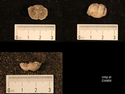 Marginifera fragilis