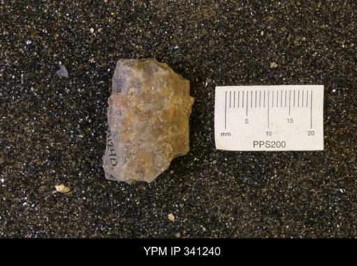 Baculites sp.