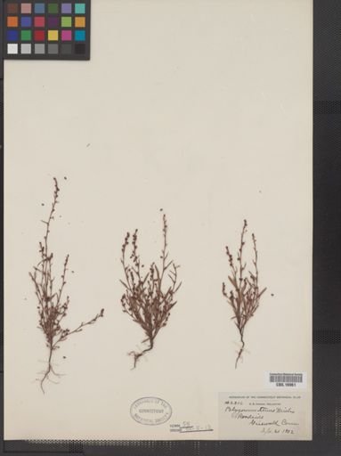 Polygonum tenue
