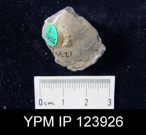 Megalanteris thunei