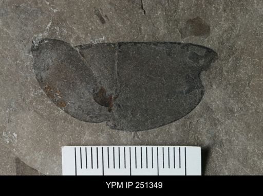 undet. Eurypterida