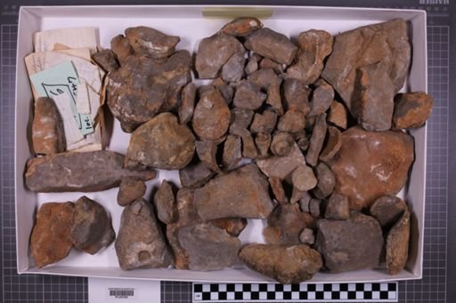 mixed taxa, stratigraphic collection