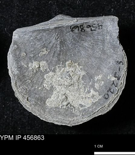 Stropheodonta sp.