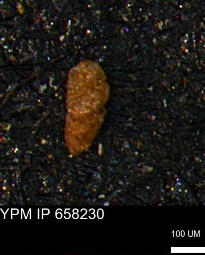 Verneuilinoides kansasensis