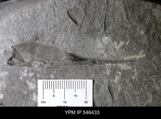 undet. Eurypterida
