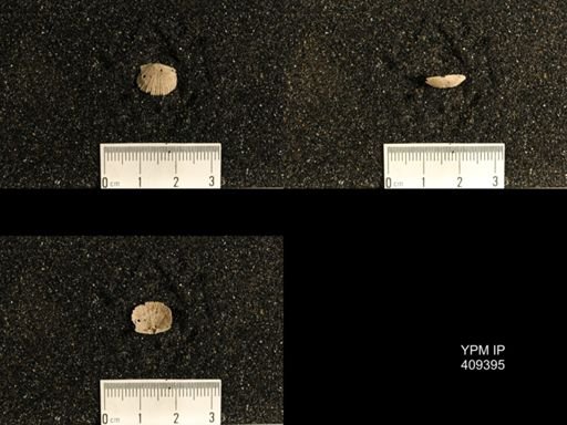 Plectorthis sp.