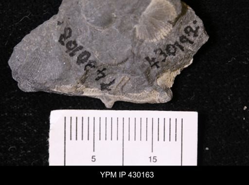 Taeniopora exigua