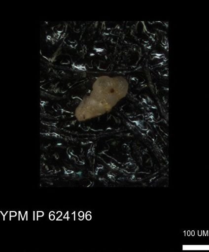 undet. Heterohelicidae