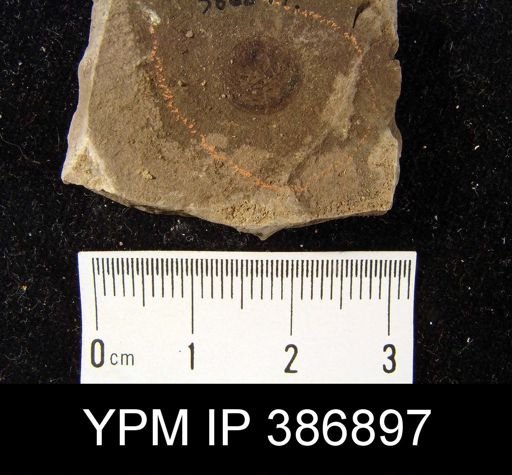Orbiculoidea newberryi caneyana