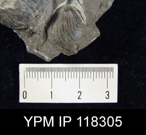 Camarotoechia obtusiplicata
