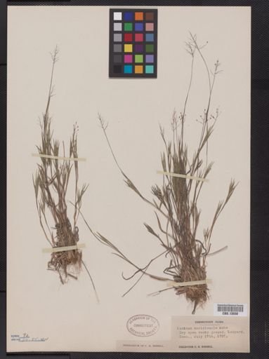Panicum meridionale