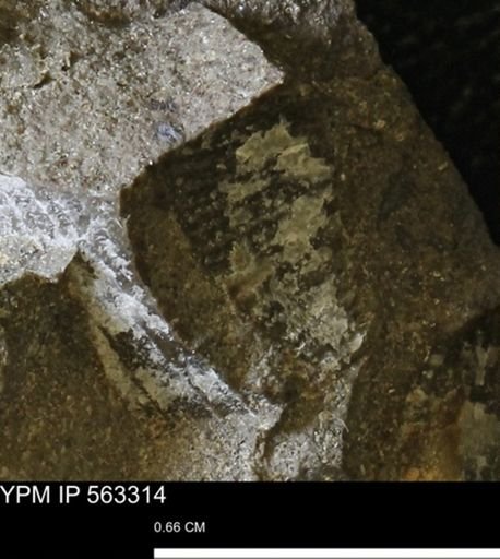Oxytoma (Hypoxytoma)
