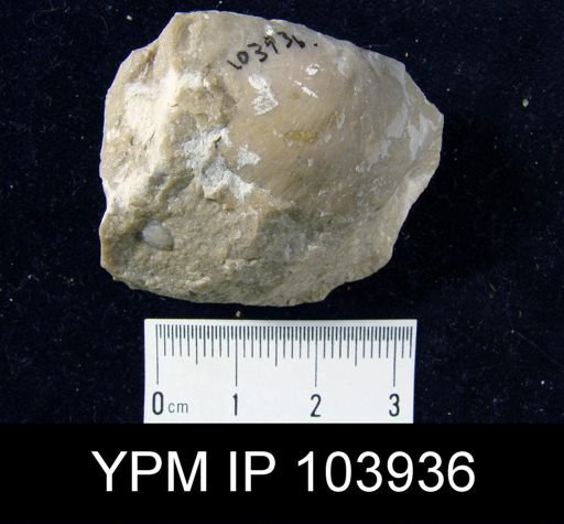 Stropheodonta sp.