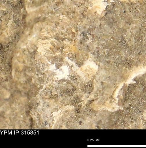 undet. Mollusca
