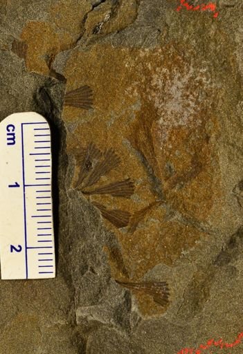 Sphenophyllum sp.