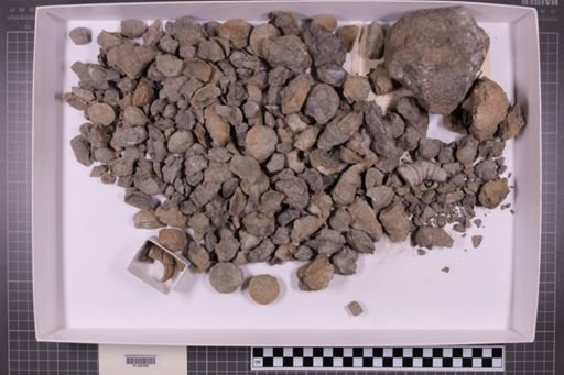 mixed taxa, stratigraphic collection