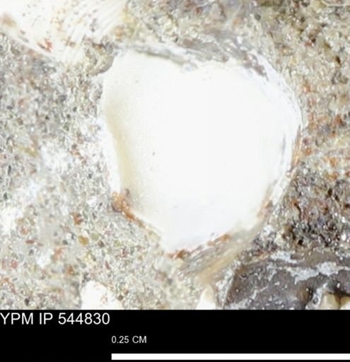Corbulamella gregaria