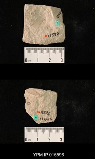 Paraprisca stigmatica