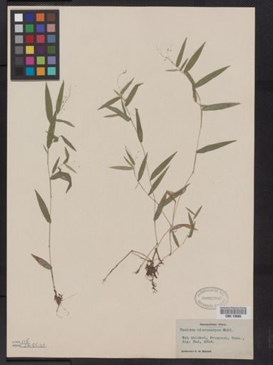 Panicum microcarpon